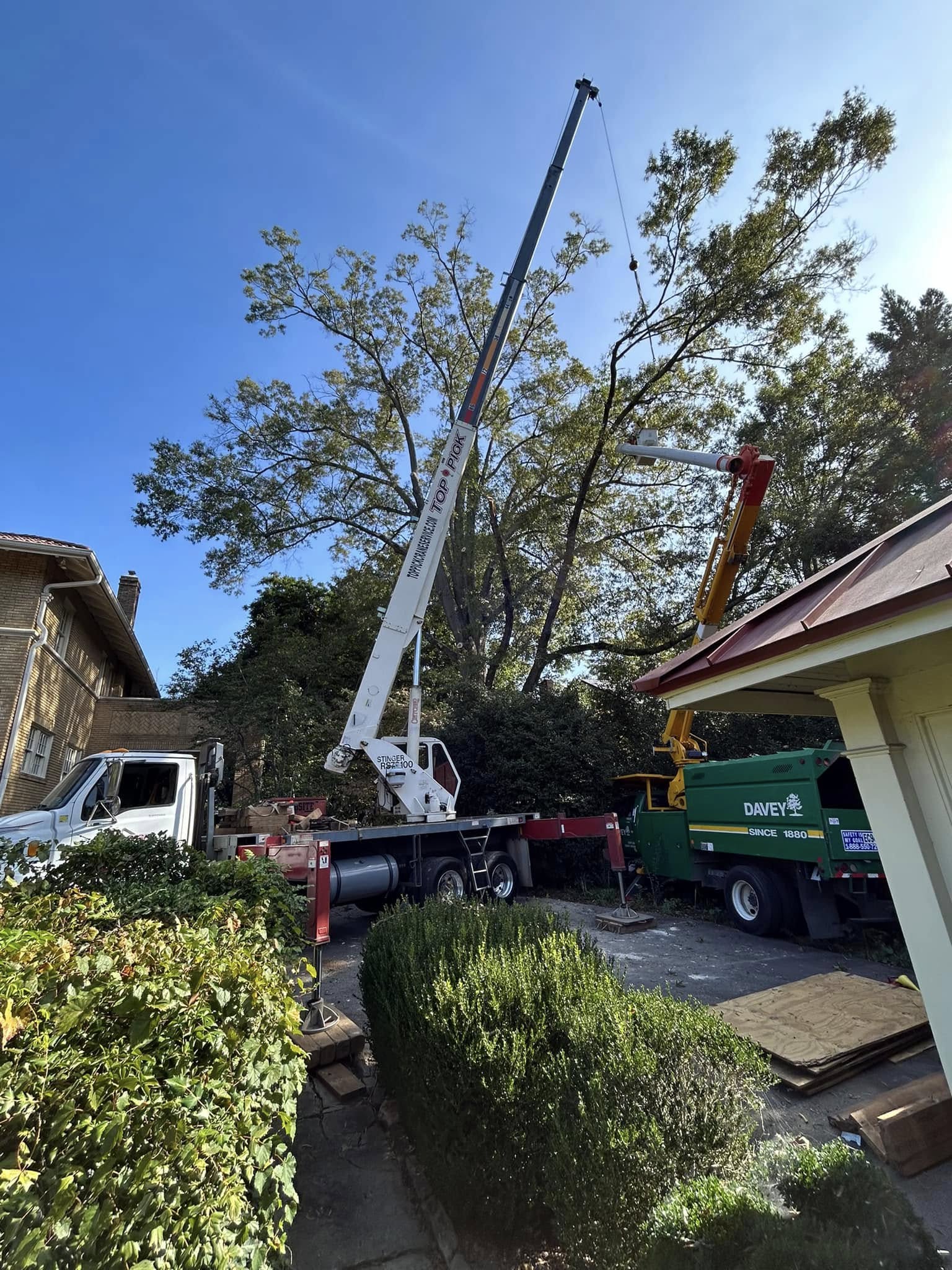 residential tree removal in back yard